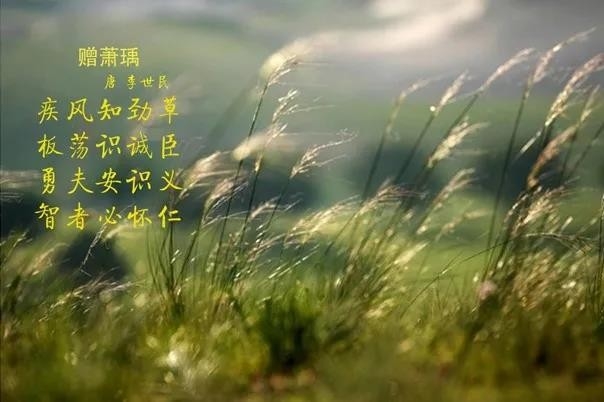 花花牛 | 疾風來臨，你是不是勁草？